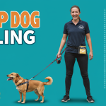 stop dog pulling