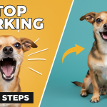 Stop Barking Dog in 5 Easy Steps