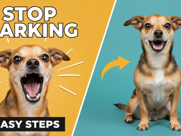 Stop Barking Dog in 5 Easy Steps